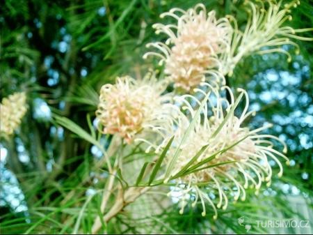 Australian Bottle Brush