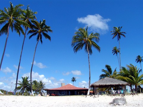 Coco De Mer