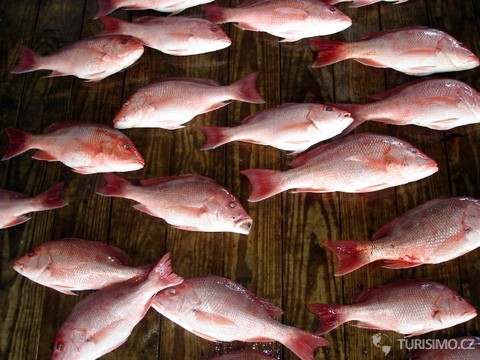 Red Snapper