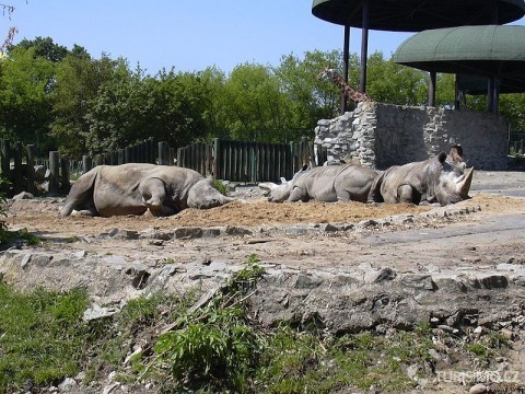 Nosorožci tuponosí v Ústí nad Labem, autor: Miraceti