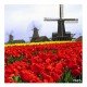 Do Holandska nejen za tulipány