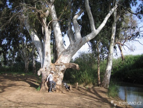 Větve obrovského eukalyptu vypadají jako obrovské údy