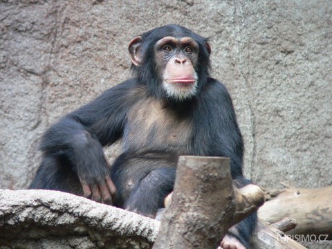 Šimpanzů je v ZOO největší množství, autor: Tole de
