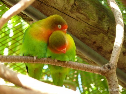 Agapornis z řádu papoušků je dlouhý necelých 15 centimetrů, autor: Flick upload bot