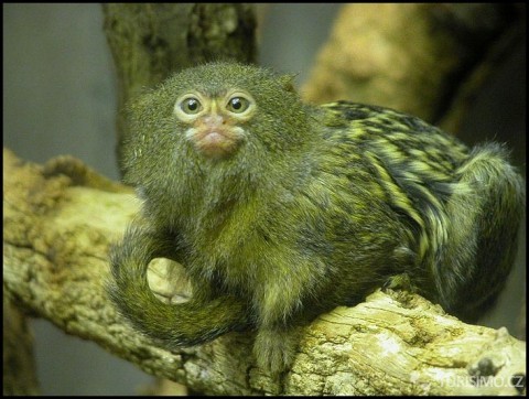 Kosman zakrslý je nejmenší žijící druh opice na světě, autor: Syp