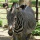 ZOO Lešná ve Zlíně – nejkrásnější místo celé Moravy!