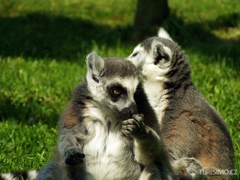 Lemur Kata patří do africké oblasti, autor: Sevela.p