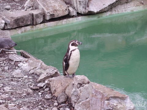 Tučňáci jsou součástí programů pro publikum autor: Tedmek