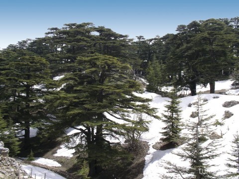 Libanon se pyšní i vysokými zasněženými vrchy, autor: quinn gelardine