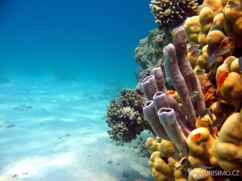 Korálové útesy jsou lákadlem potápěčů, autor: bluestyle