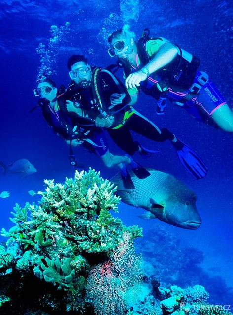 Korálový útes je rájem všech biologů, autor: Australiabeststudy