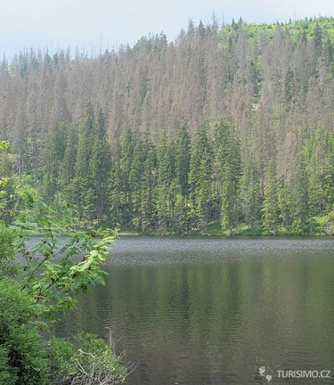 Prášilské jezero je ledovcového původu, autor: wikimediacommons