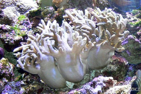 autor: haplochromis