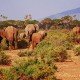 Národní park a safari Samburu