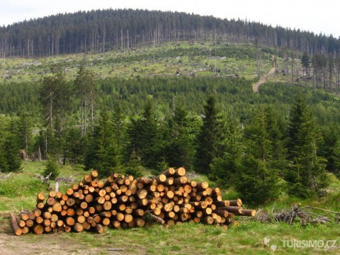 Les poškozený kůrovcem a paseky po následné těžbě, autor: Wikimol