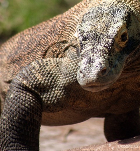 Komodský drak, autor: VSELLIS