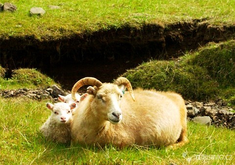 Islandské ovce, autor: Jutta234