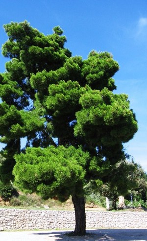 strom na italské sicilii
